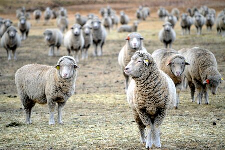 Mammal lamb herd photo