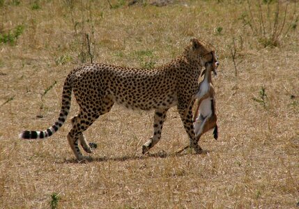 Safari chilly prey photo