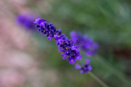 Lavender nature garden photo