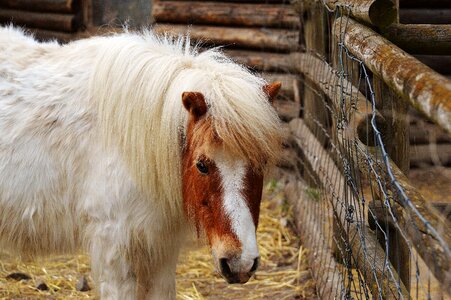 Brown horse cute photo