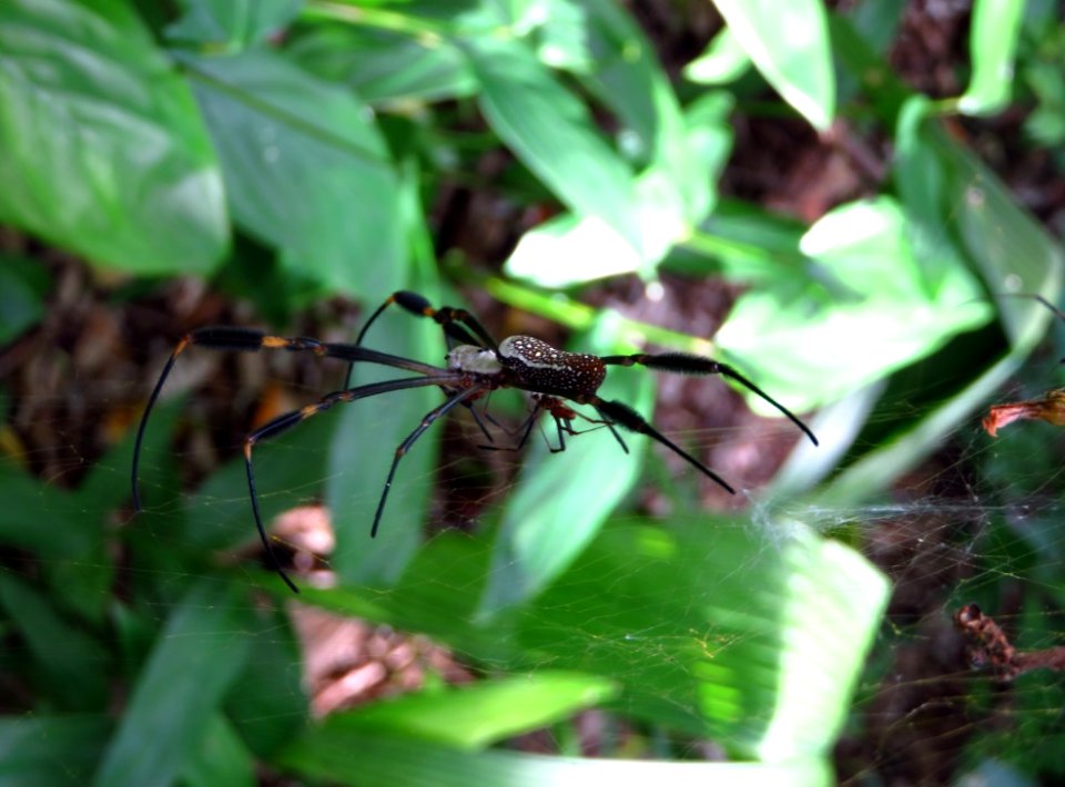 4.Araña_Spider_Jardín_Botanico_de_la_UCV,_Caracas,_Venezuela