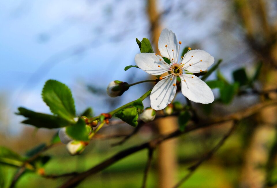 White apple tree spring