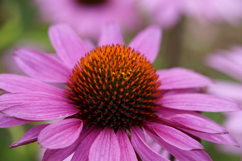 Bloom purple plant