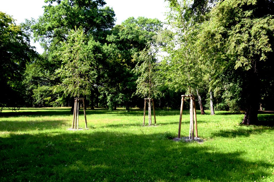 3_Birken_Schlosspark_Biesdorf_Berlin_2v2