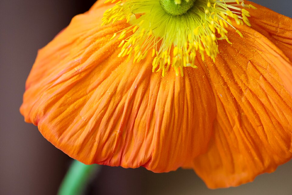 Bloom petals orange