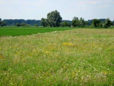 29130709Wiese_Hockenheimer_Rheinbogen2