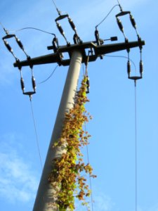 29121022Wilder_Hopfen_Hockenheim2