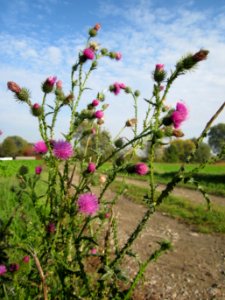 29121022Wegdistel_Hockenheimer_Rheinbogen2