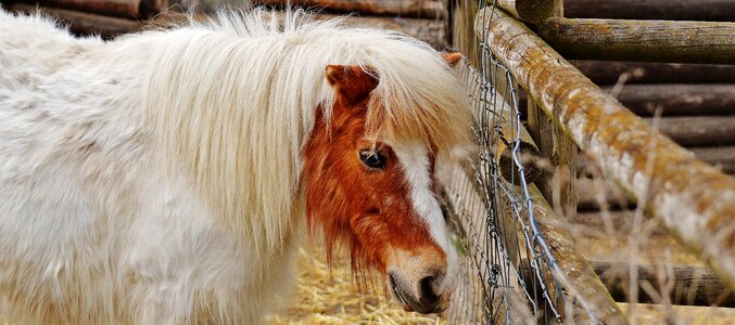 Brown horse cute photo