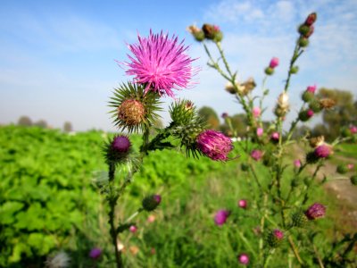 29121022Wegdistel_Hockenheimer_Rheinbogen3