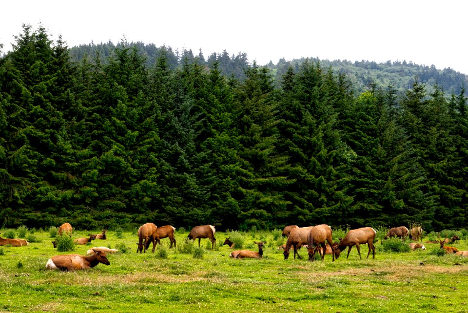 Wildlife california landscape