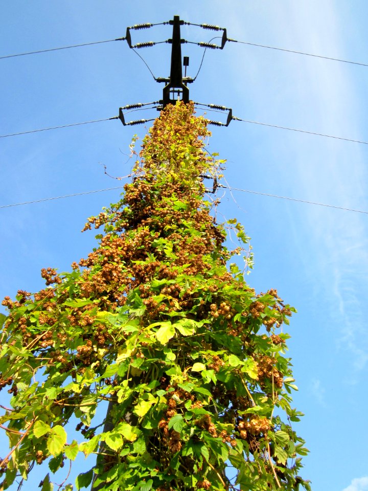 29121022Wilder_Hopfen_Hockenheim1