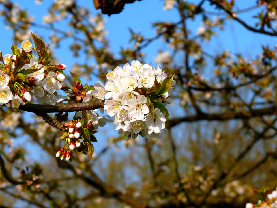 Mood nature blossom