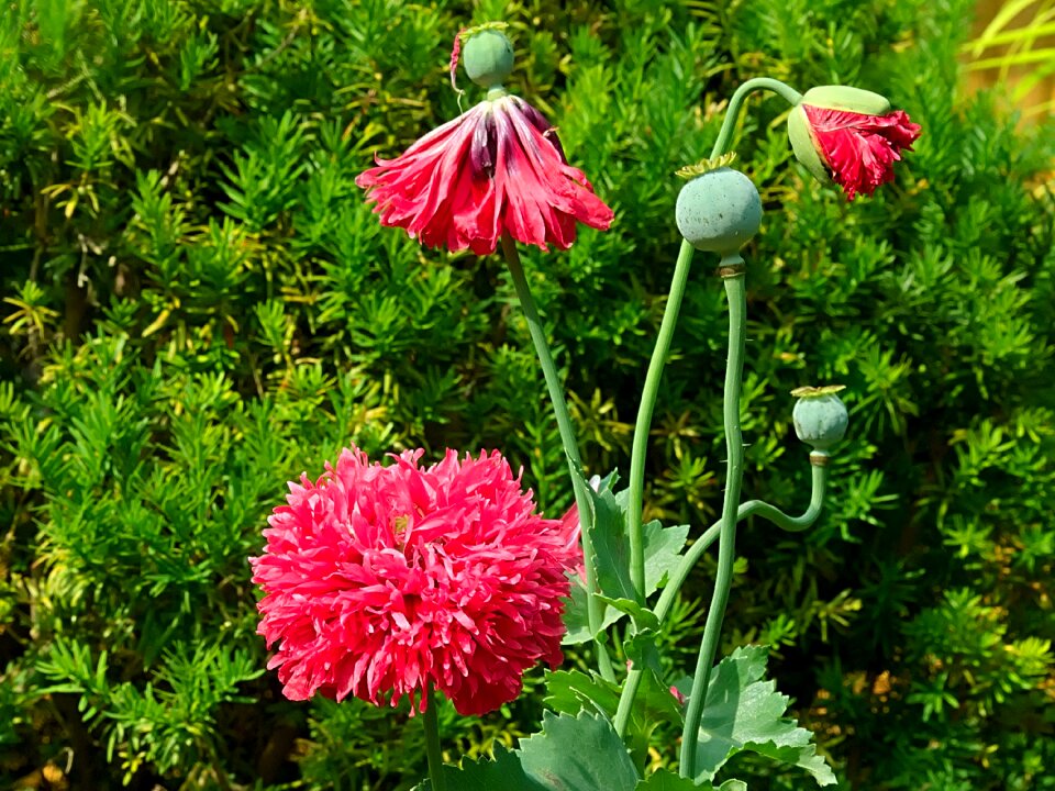 Filled poppy flower poppy capsule