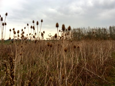 26-03-2021,_tall-herb_vegetation_in_the_Bemmelse_Waard photo