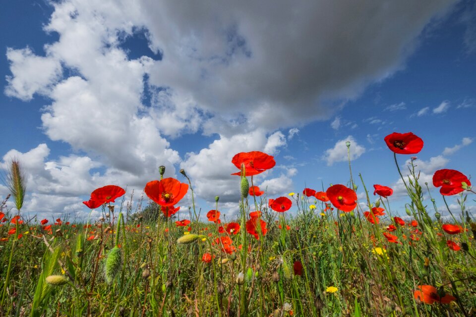 Beauty field red
