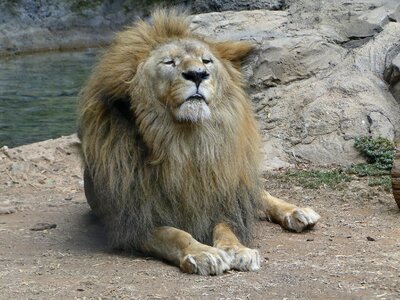 Jungle king zoological garden photo