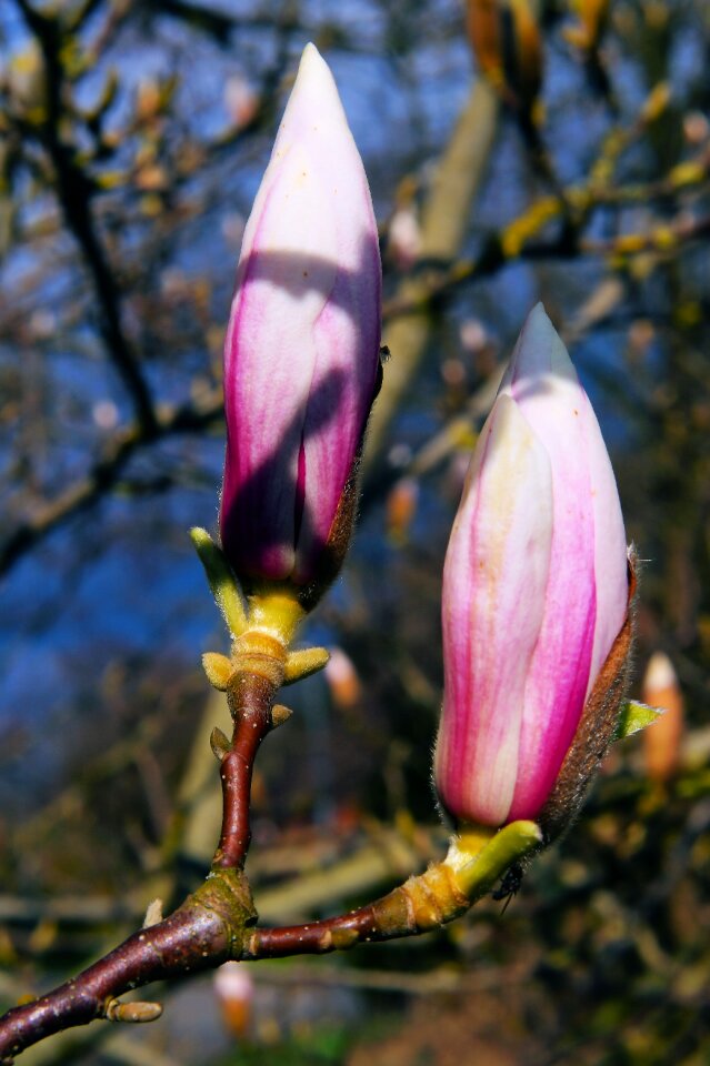 Spring flowers plant