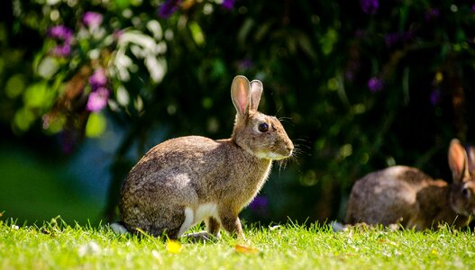 Nature bunny looking