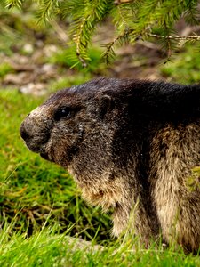 Rodent close up alpine