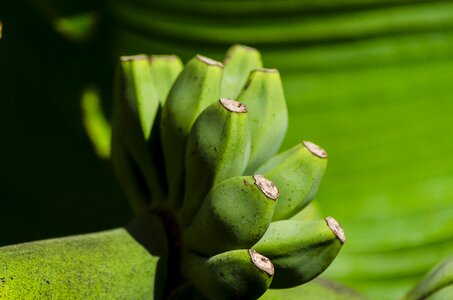 Nature plant nerivill1