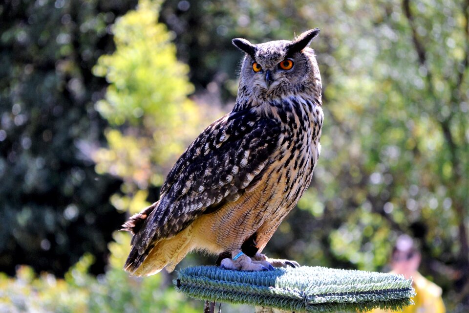 Birds of prey predators animals-wild