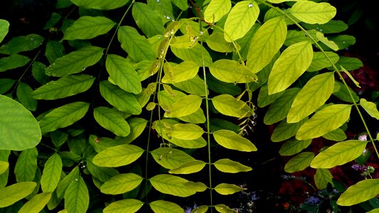 Plant leaves green rosa