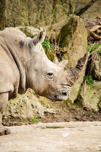 Rhino zoo rhinoceros