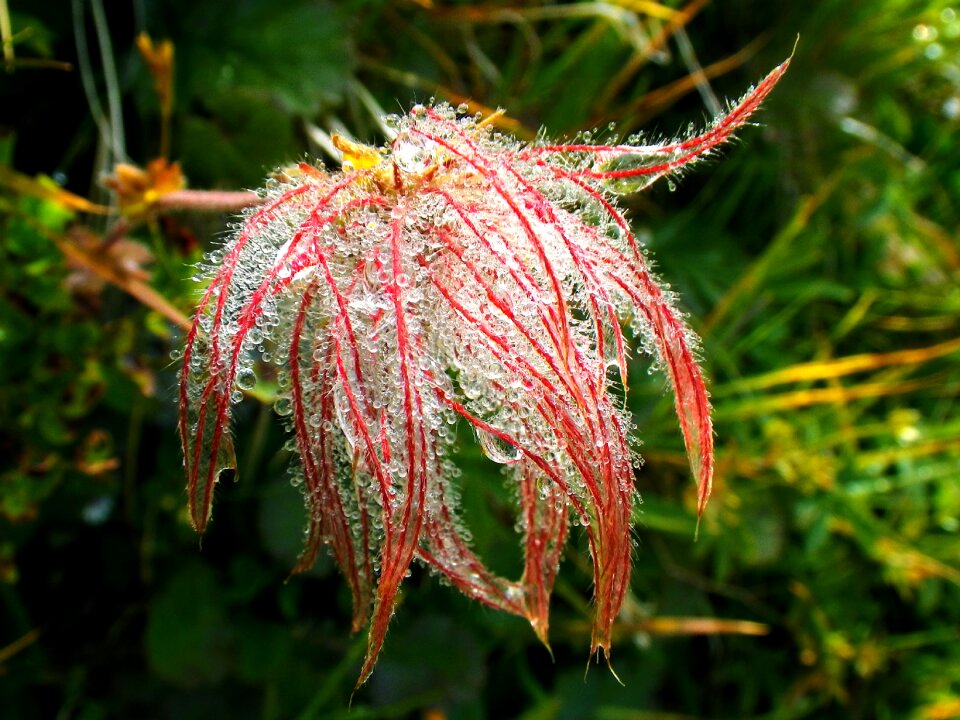Morgentau dewdrop close up