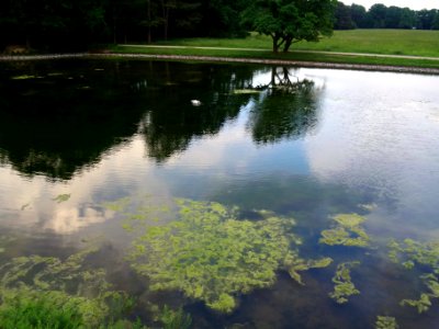 29_May_2016_Cygnus_Cygnus_Neuer_Teich_DSC02742