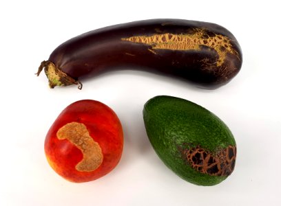 3_x_Fruit_scab_-_Nectarine_-_Avocado_-_Eggplant_-_2017_A