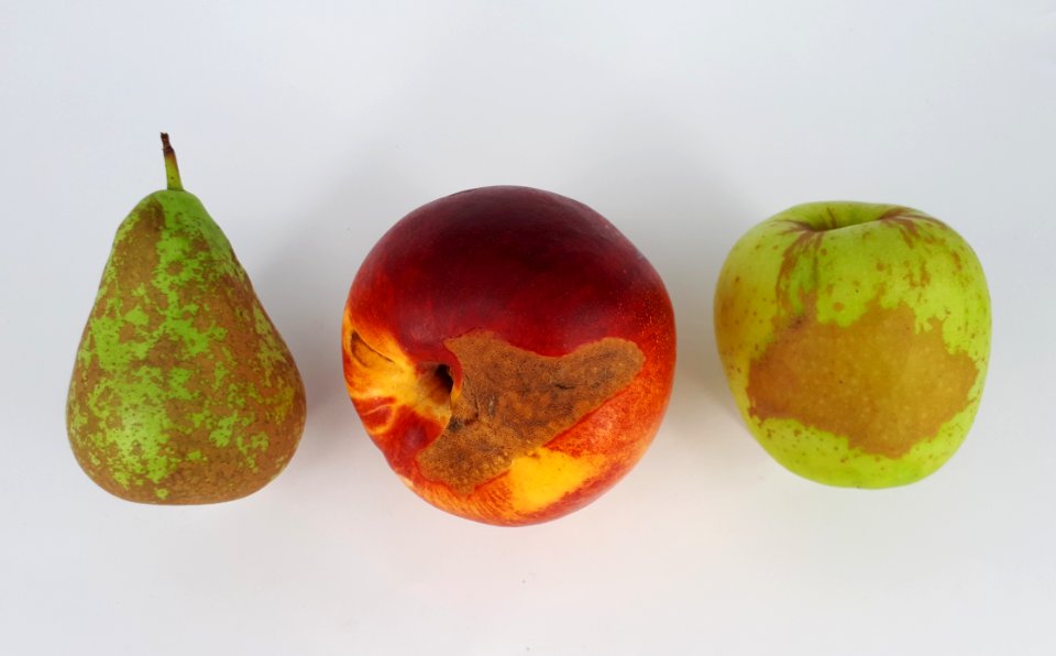 3_x_Stained_fruit_-_Apple_-_Pear_-_Nectarine_-_2017_A