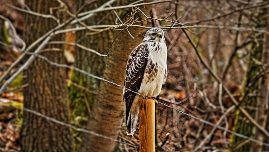 Bird of prey birds meadow