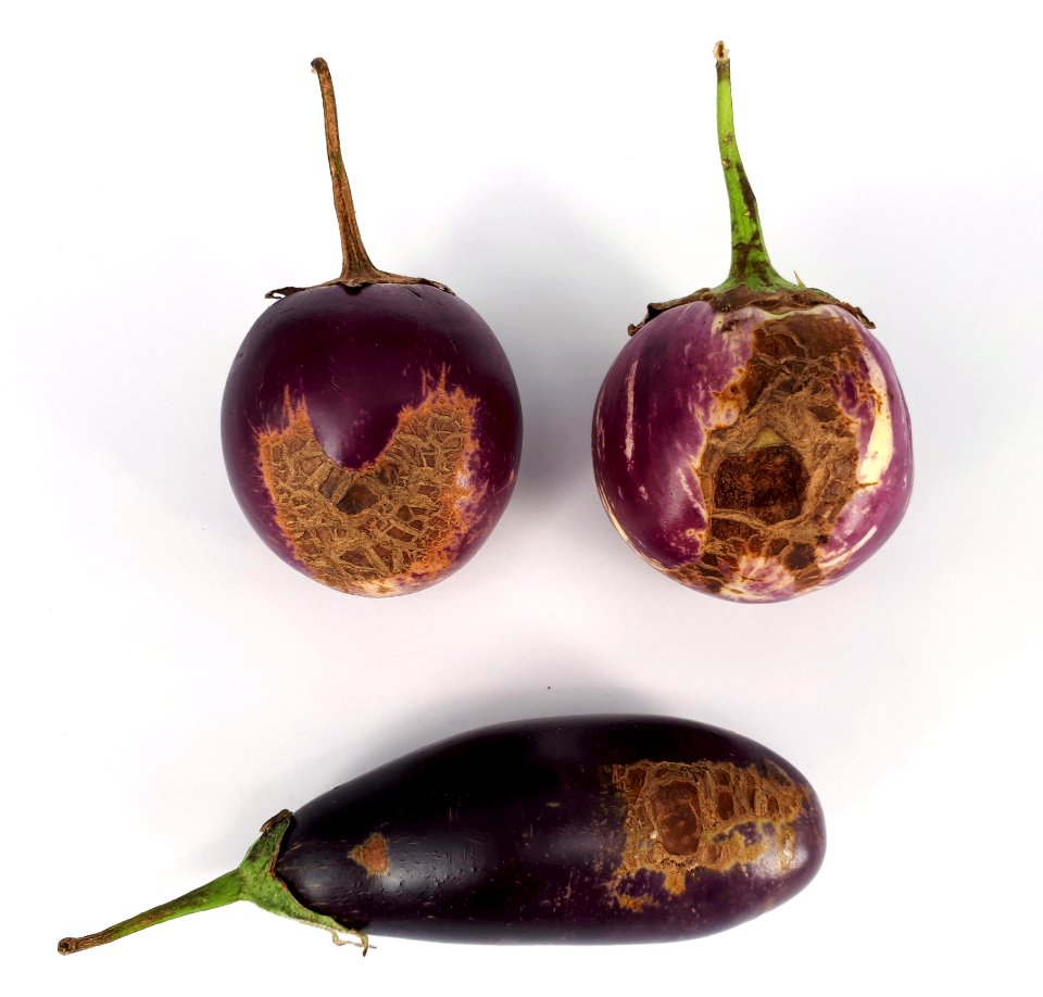 3_x_Eggplant_scab_2017_B