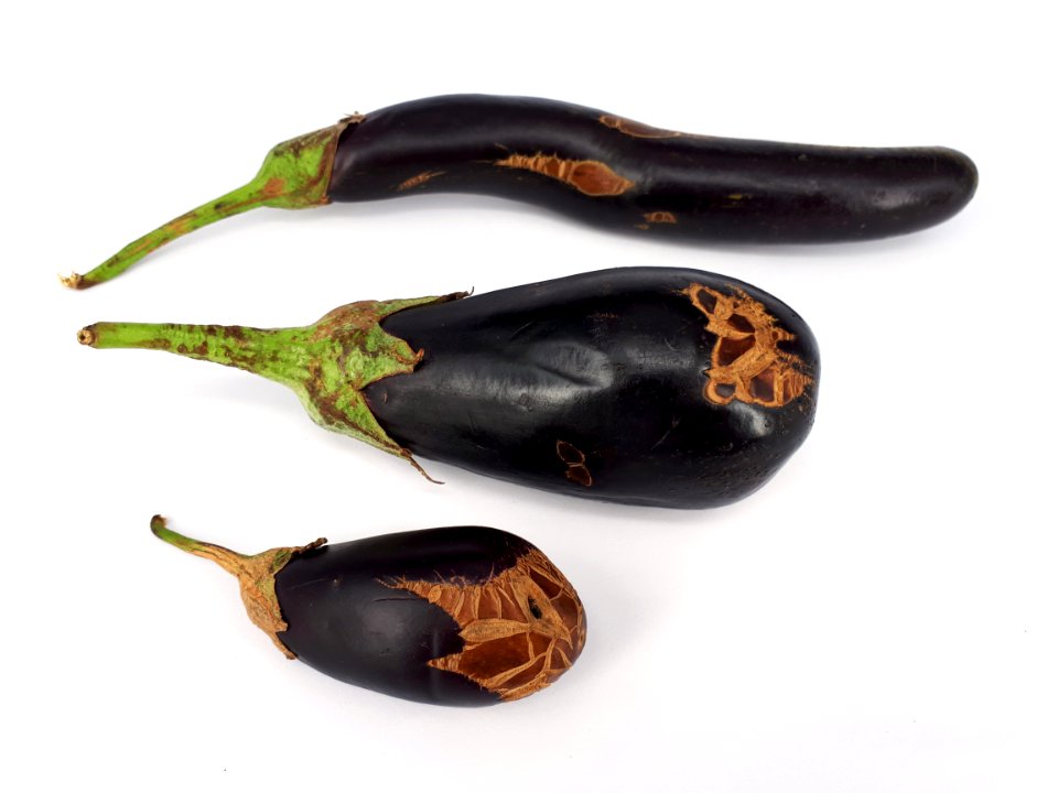 3_x_Eggplant_scab_2017_A