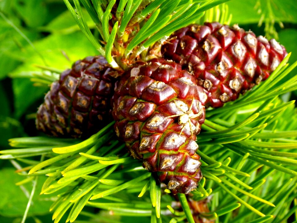 Pine cones fir tree close up photo