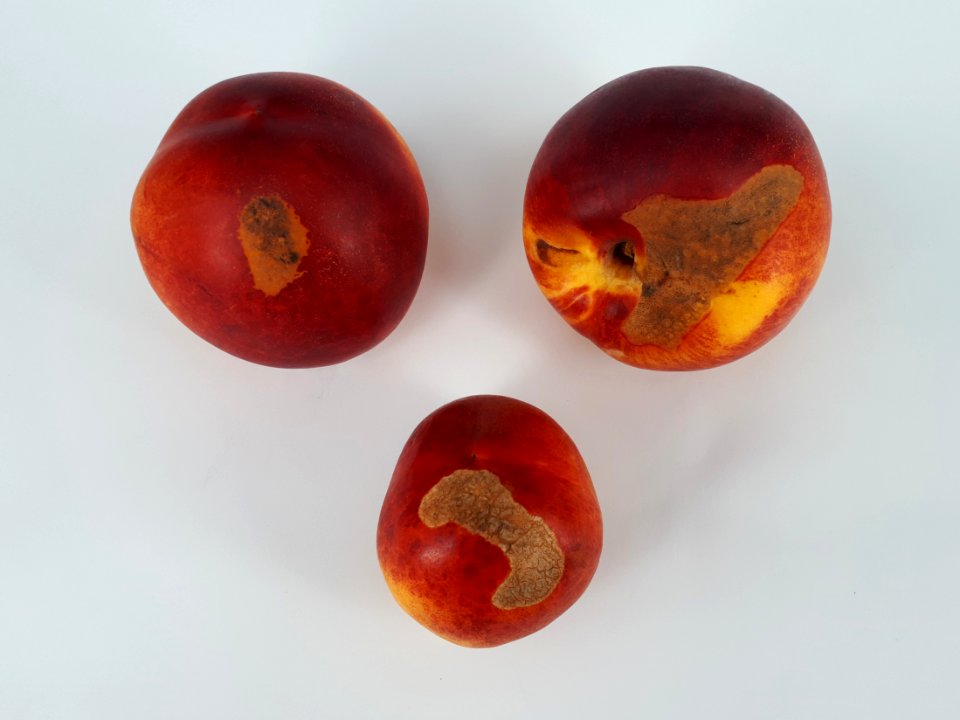 3_x_Nectarine_scab_2017_A