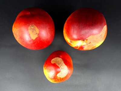 3_x_Nectarine_scab_2017_B