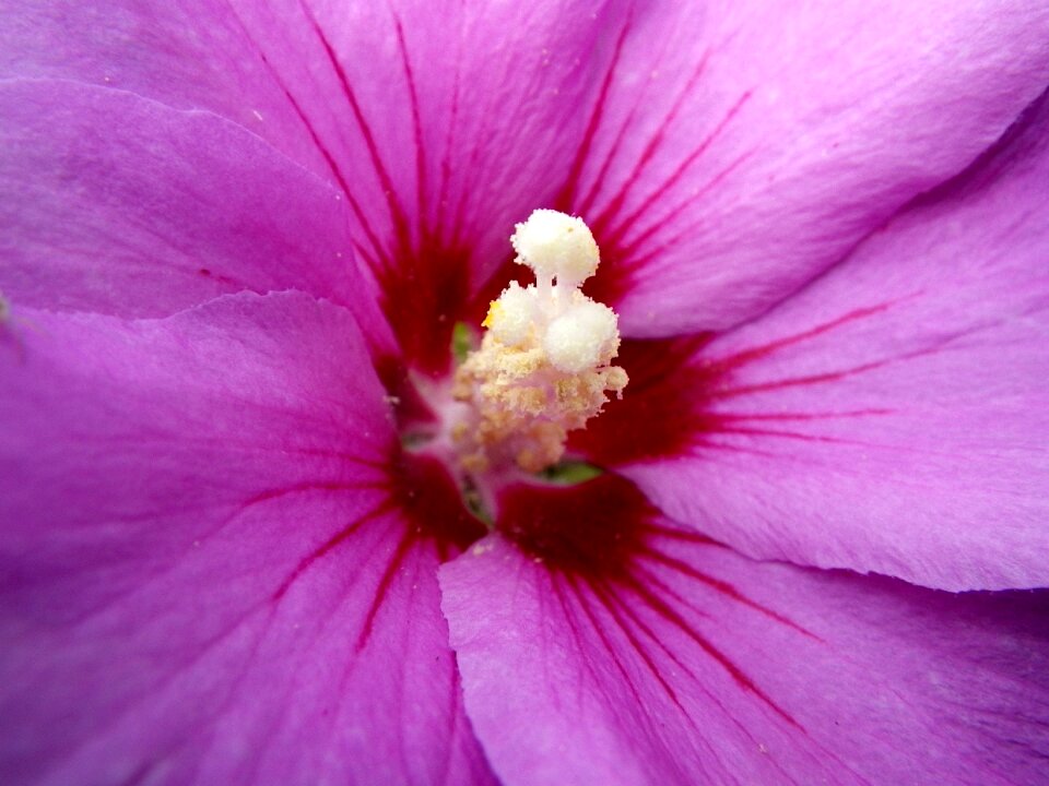Flower stamp close up pink