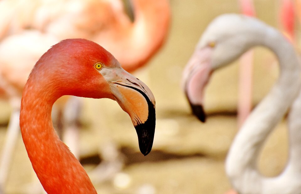 Colorful animals plumage