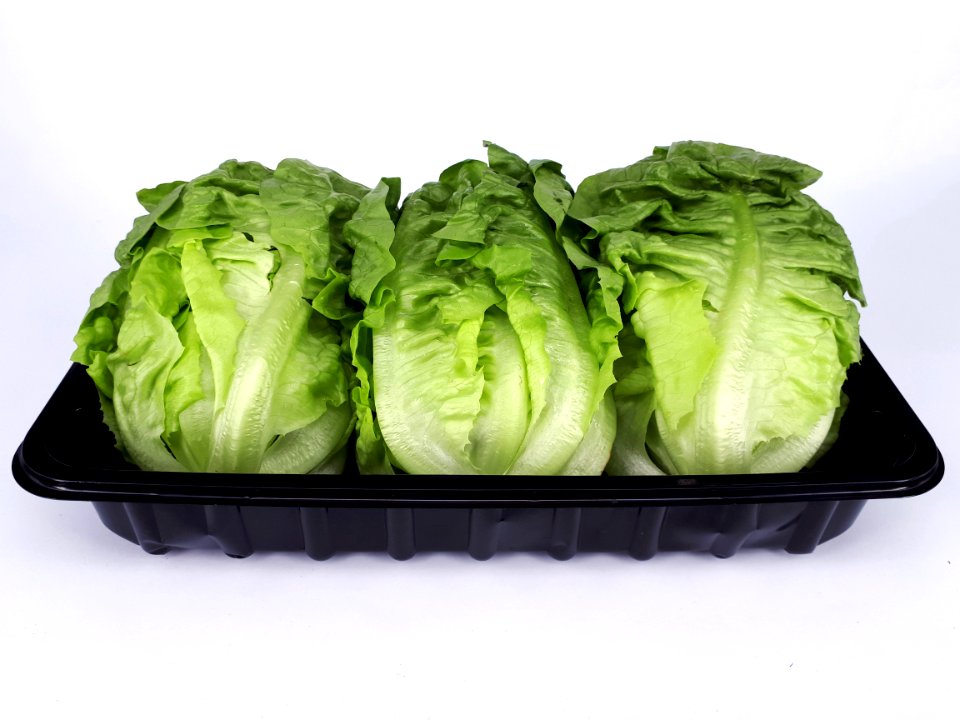 3_x_Cos_lettuce_2017_A1