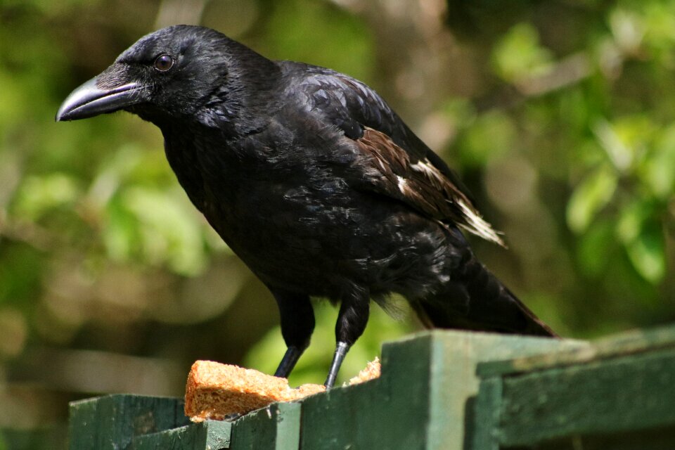 Black beak wildlife photo