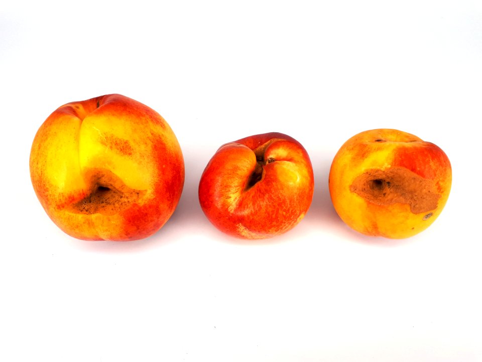 3_x_Nectarine_hole_scab_2017_A