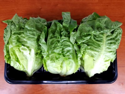 3_x_Cos_lettuce_2017_A2 photo