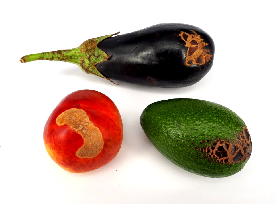3_x_Fruit_scab_-_Nectarine_-_Avocado_-_Eggplant_-_2017_B