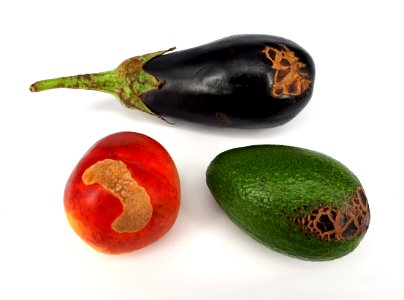 3_x_Fruit_scab_-_Nectarine_-_Avocado_-_Eggplant_-_2017_B