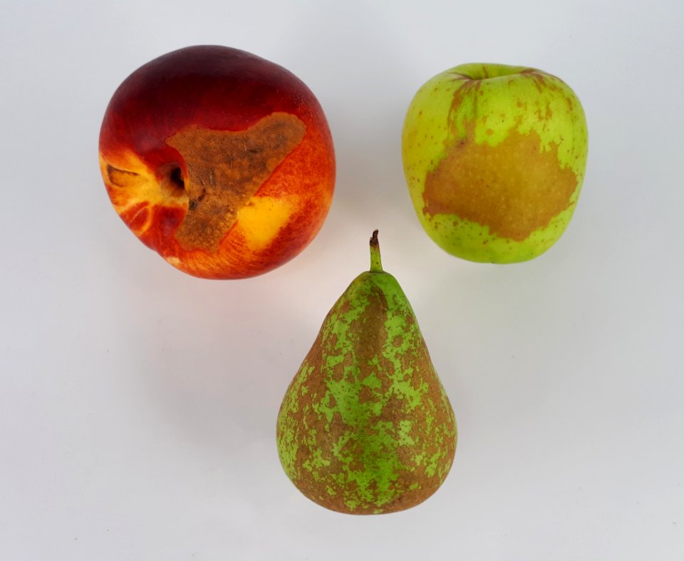 3_x_Stained_fruit_-_Apple_-_Pear_-_Nectarine_-_2017_B