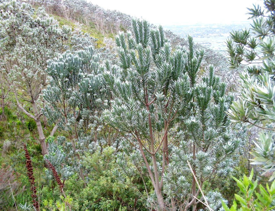 3_Silvertree_forest_on_slopes_of_Table_Mountain_-_CT