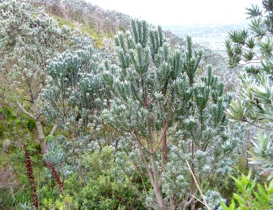 3_Silvertree_forest_on_slopes_of_Table_Mountain_-_CT