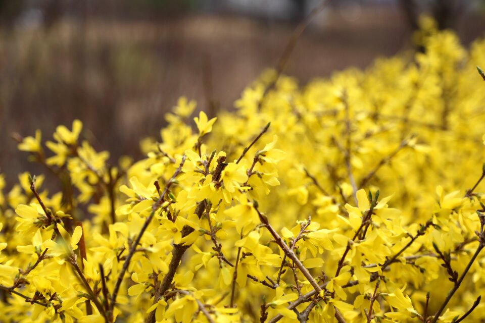 Forsythia pangyo spring